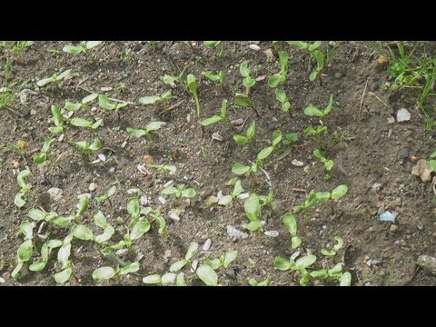 Video: Quando dovrebbero essere piantati i semi di bluebonnet?