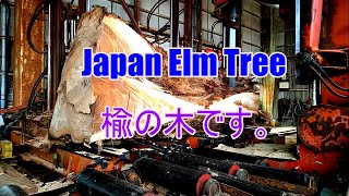 大きな楡ノ木の製材です。BIG・Japan Elm Sawing!!