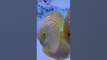 Cá đĩa bồ câu vàng