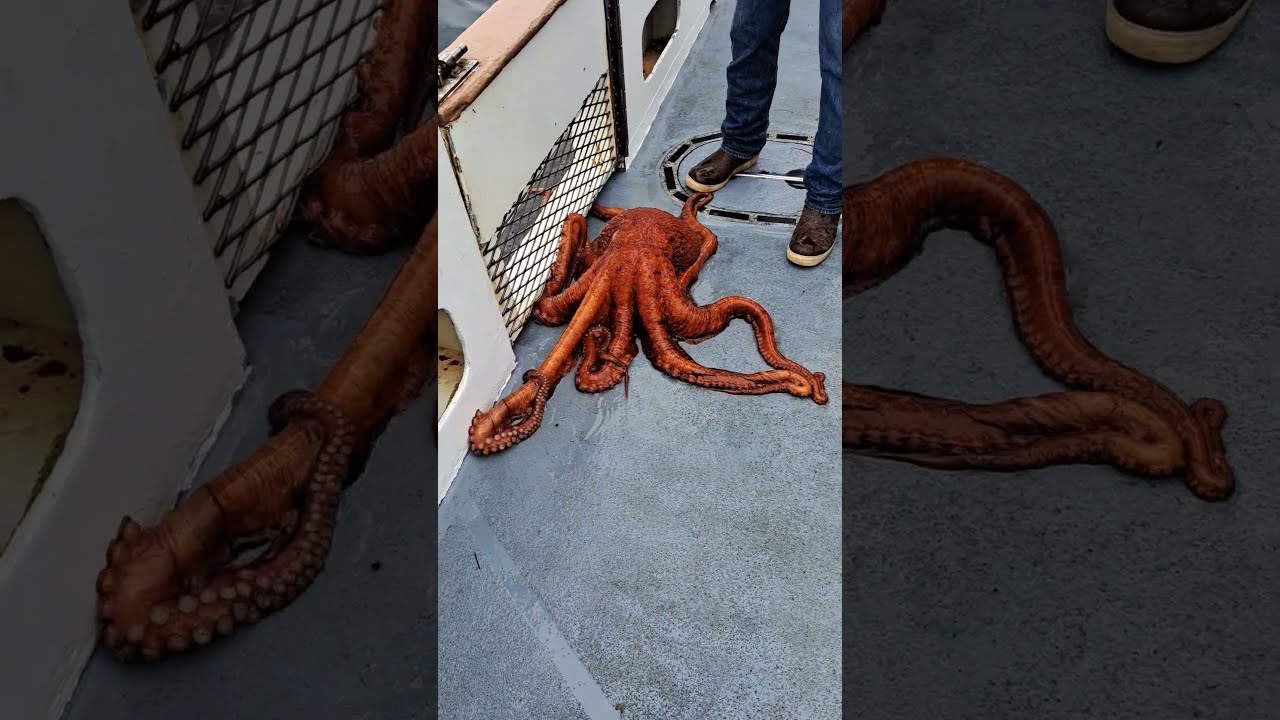 Giant Pacific Octopus 