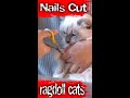 Ragdoll Cat Nails Cuting in London&#39;s Cattery!