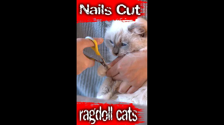 Video 1821451: cats cattery, cute cattery