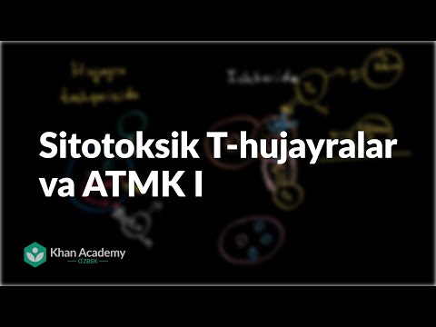 Sitotoksik T-hujayralar va ATMK I | Odam biologiyasi | Biologiya