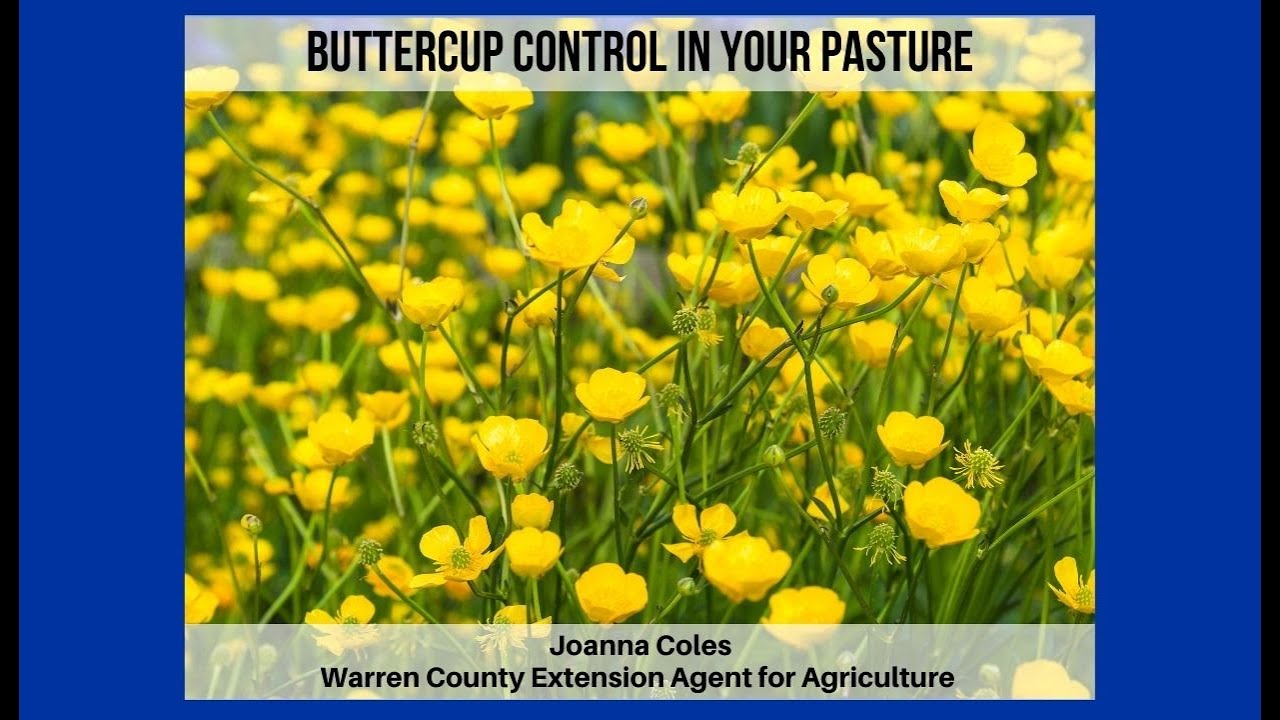 Buttercup Control in the Pasture YouTube