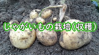 ジャガイモが作ったもの mqdefault.jpg