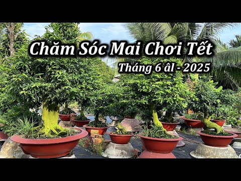 Chăm Sóc Mai Chơi Tết Tháng 6 âl 2025 – Mai Vàng Duy Hiếu 2023 mới nhất Chăm Sóc Mai Chơi Tết Tháng 6 âl 2025 – Mai Vàng Duy Hiếu 2023 mới nhất