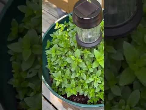 Fresh Mint On
