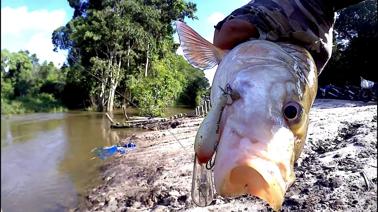 Casting hampala air keruh - Rapala Shad Dancer 04