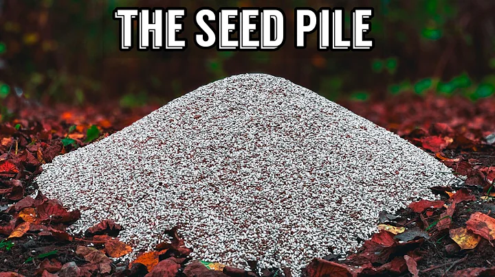 We Left a PILE OF SAFFLOWER SEEDS in the Woods. Here's what happened! Trail Camera: The Seed Pile