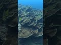 Mega plate coral!!!!