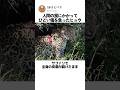 人間の罠にかかってひどい傷を負ったヒョウ