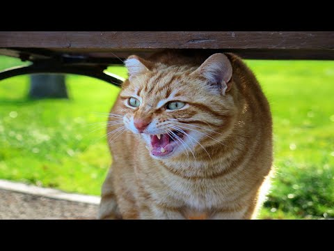 what-do-cat-sounds-really-mean?