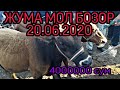 ЖУМА МОЛ БОЗОР НАРХЛАРИ 20.06.2020