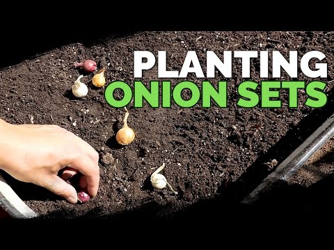 Video: How to plant onions? How to plant onions on greens? How to plant onion sets?