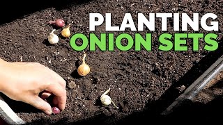 planting onion sets: what to watch out for