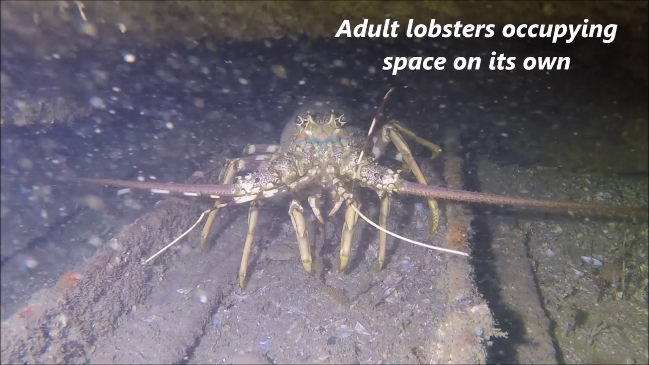 Oman Lobster Habitat Reef Project Video YouTube