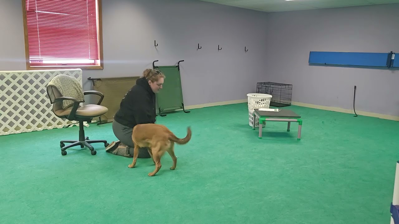 Cocoa - leave it stages 1-3 