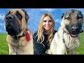 WOLF KILLERS - TURKISH KANGAL Vs MALAKLI - Which is the superior dog?