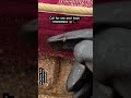 Khatmal ka Permanent Ilaj | 100% Bed Bugs Removal | Pest Control Delhi