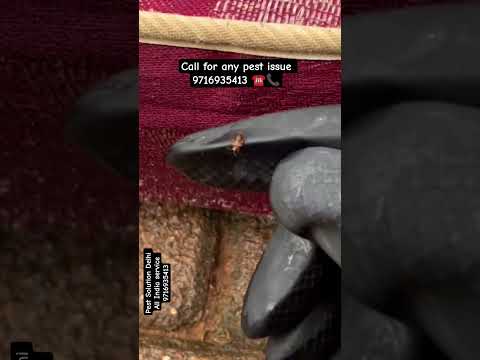 bed bug pest control