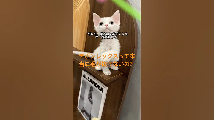 Video 11540211: devon rex cat, rex devonrex, furry cat