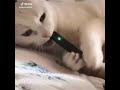 Cat Hits JUUL