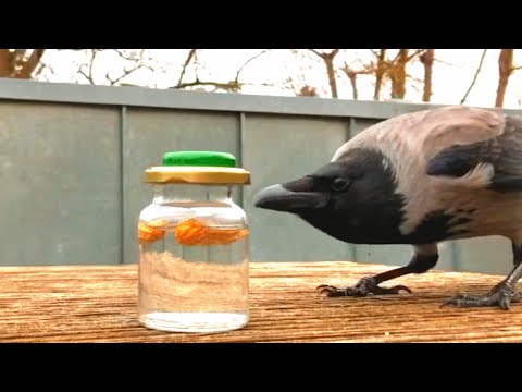 Wild crow visits woman daily to play games