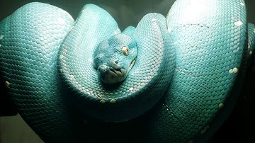 Gravid  "Aru" Green Tree Python Thermoregulation