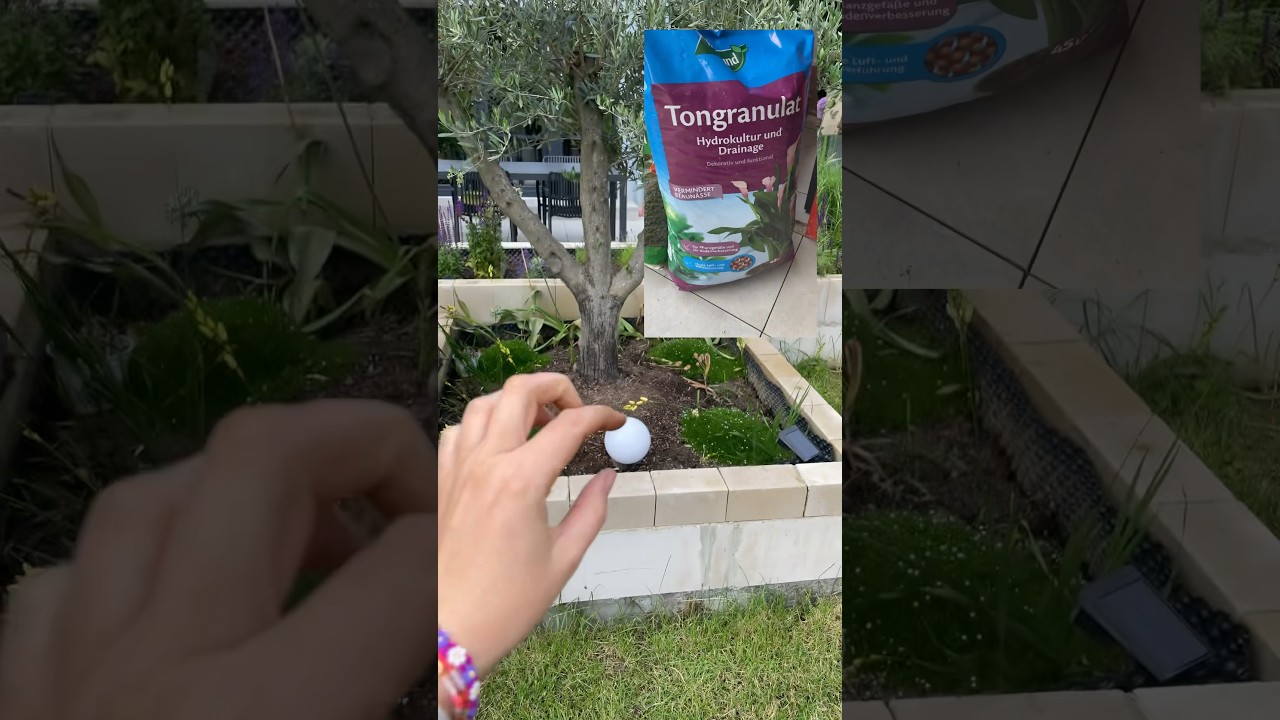 Unser Olivenbaum hat eine Drainage-Schicht im Beet und bleibt das ganze  Jahr dort sehen #garden - YouTube