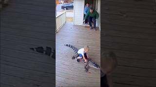 Steve Irwin would be proud of this funny kid riding an alligator home. Crikey! #funny #funnykid #lol