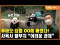 '월드스타' 푸바오…OO에 푹 빠진 귀여운 아기판다 (Baby Panda FuBao)