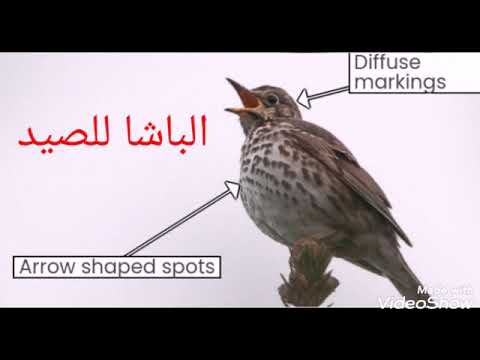 صوت سمن قوي مع سك