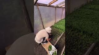 I work👌#farm #greenhouse #agriculture #tomato