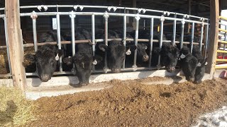 FirstGeneration Confinement Cattle Operation! Is It For You?