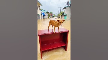 Xúc Động: Chú Chó Dùng Tủ Gỗ Làm "Thuyền" Giữa Dòng Nước Lũ Cuồn Cuộn #viralvideo #flood #travel