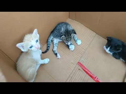 Heartwarming Moment: Little Kittens Waiting For Mama Cat 🐱📦