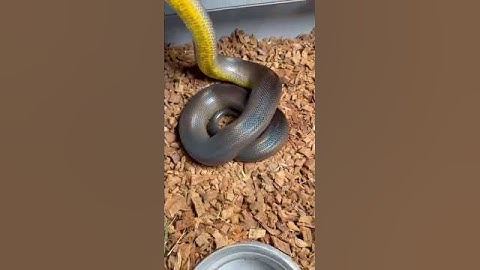 Australian Water Python adult female (Liasis Fuscus)