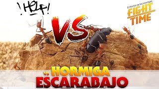 HORMIGAS VS ESCARABAJO | Hormigas Cataglyphis velox