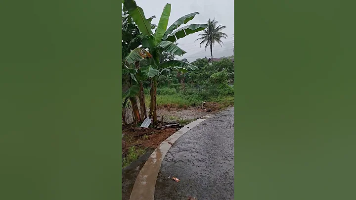 Soft Drizzle on a Quiet Village Road #Shorts #rain #rainyday