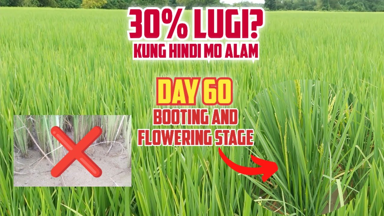 Day 60 ng 75 Days Thailand Rice | Iwasan ang 30% Lugi sa Ani | Rice Farming Guide Philippines 