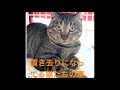 被災地で置き去りになってる猫たちの事について話します【アニマルレスキュー】