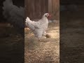 يابنت اللعيبة 