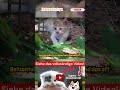 Unglaubliche Fakten über Katzenbabys Teil 12 #katze #katzen #kätzchen #tiere #tier
