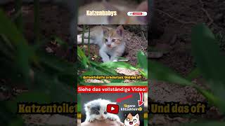 Unglaubliche Fakten über Katzenbabys Teil 12 #katze #katzen #kätzchen #tiere #tier