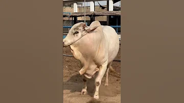 Kamal Ka Nukhra Hai Maweshi Mandi Cow Bull Cattlefarm Animals 