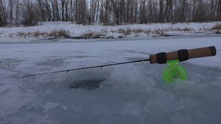 Первый лёд 2023-2024. Нашли замёрзшую лужу и наловили окуней. Эта блесна сделала рыбалку
