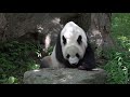 view Giant Panda Plays with Ice (Treat) Hockey Puck digital asset number 1