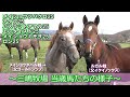 当歳馬のお食事＆放牧シーン～メイショウツバクロ25（兄メイショウタバル）/アタブ25（兄ルガル）/バスラットアマル25（兄バスラットレオン）など6頭
