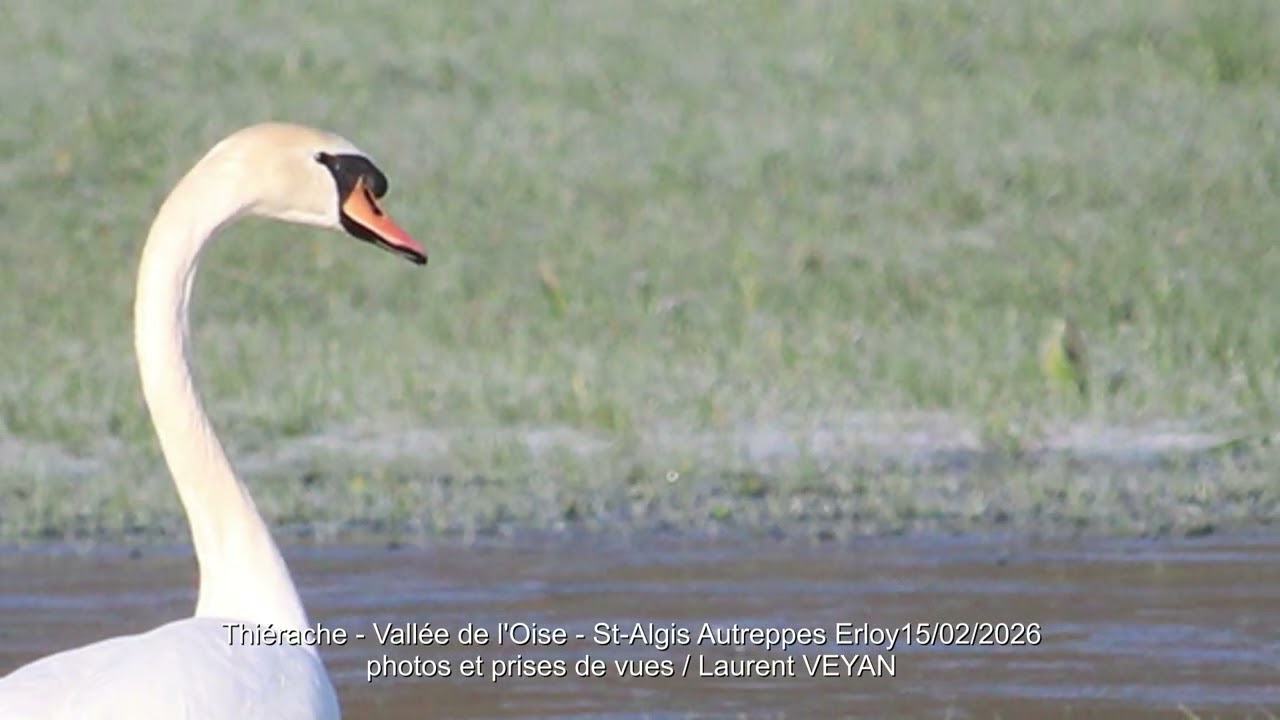 Thiérache - Vallée de l'Oise 15/02/2026