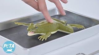 Make Classroom Dissection Kinder With the ‘Kind Frog’